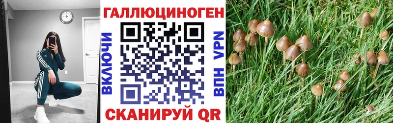 Галлюциногенные грибы Psilocybe  где купить   Новороссийск 